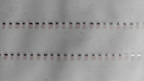Security Paper with fibers